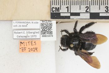Media type: image;   Entomology 815372 Aspect: labels